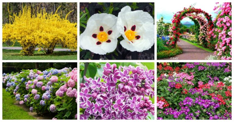 Arbustos con Flores: 20 Especies para Embellecer tu Jardín - JARDINES CASA